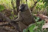 Ethiopia - Mago National Park - Babbuini - 01